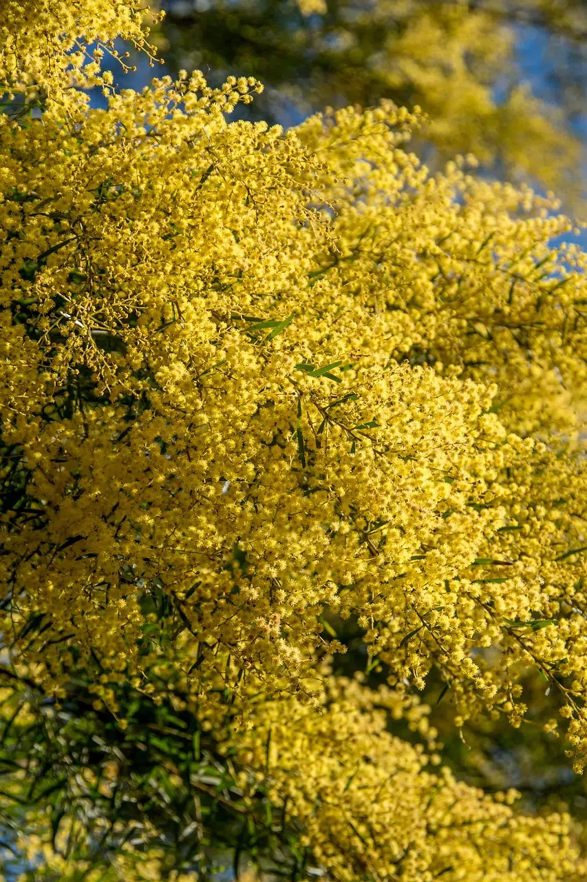 acacia-4436381_1280