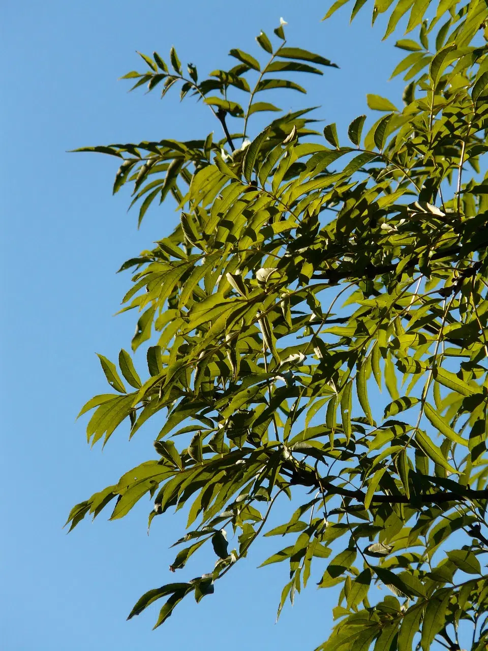 leaves-10441_1280