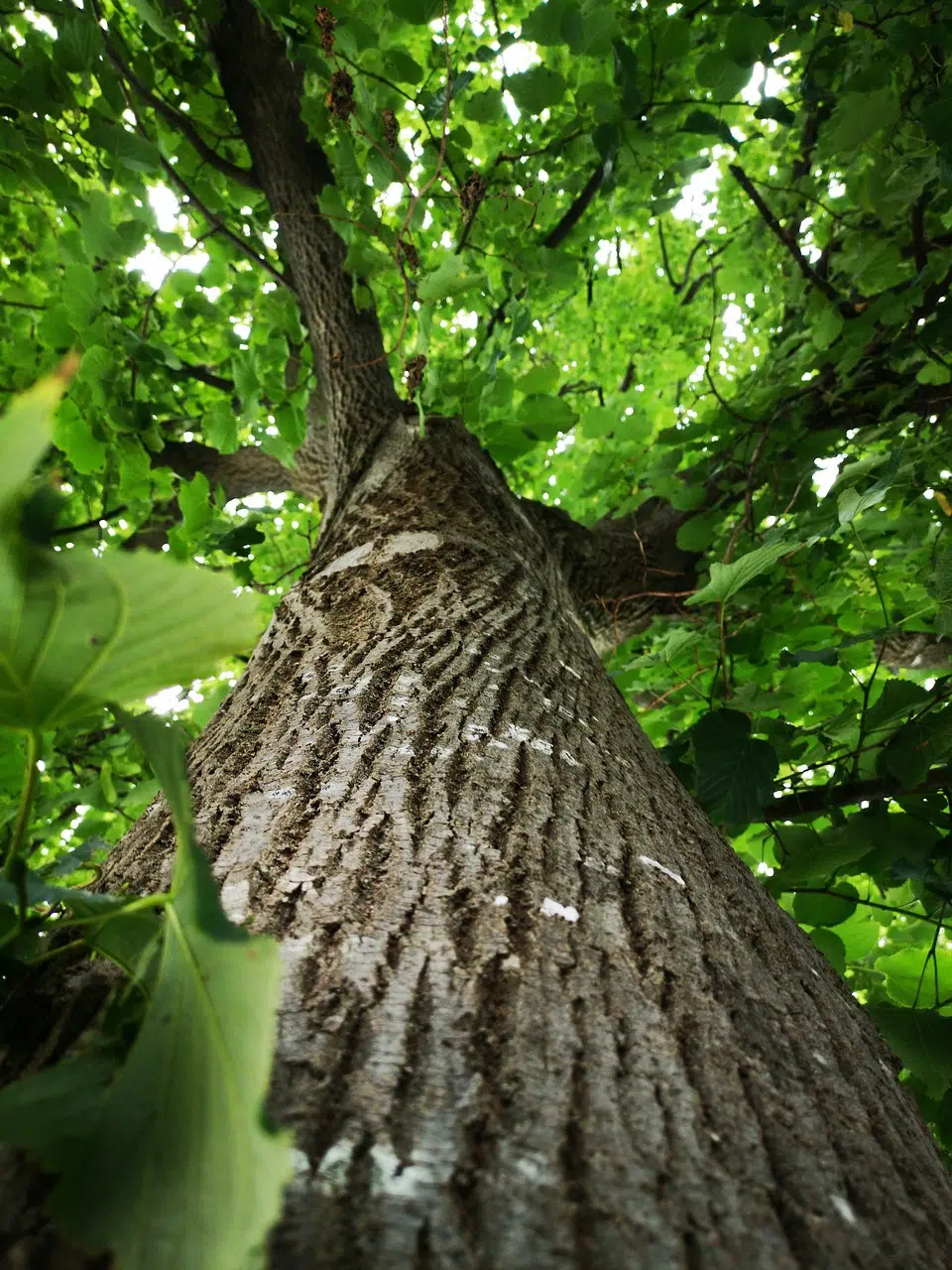 tree-4413080_1280