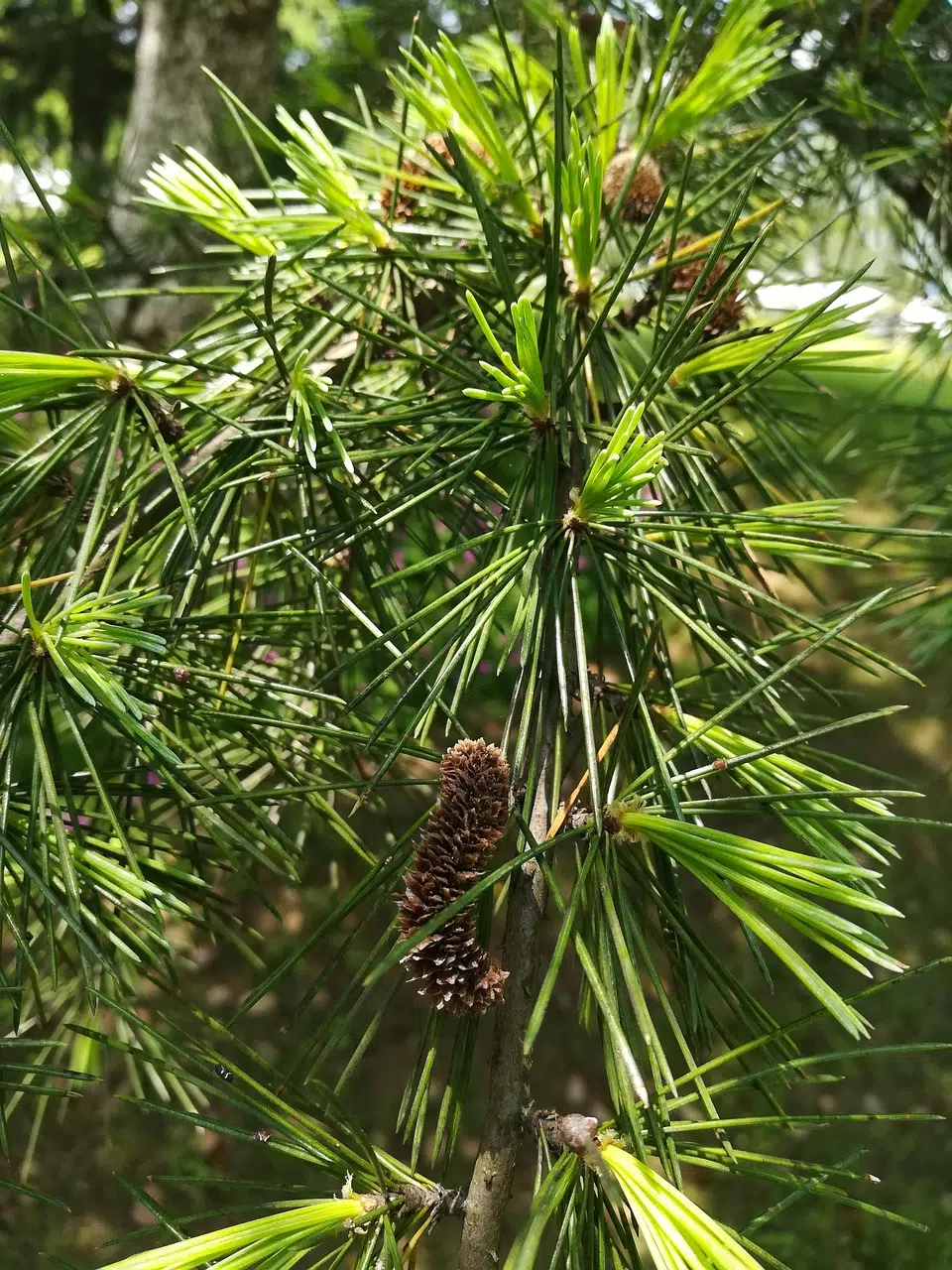 cedar-2271374_1280