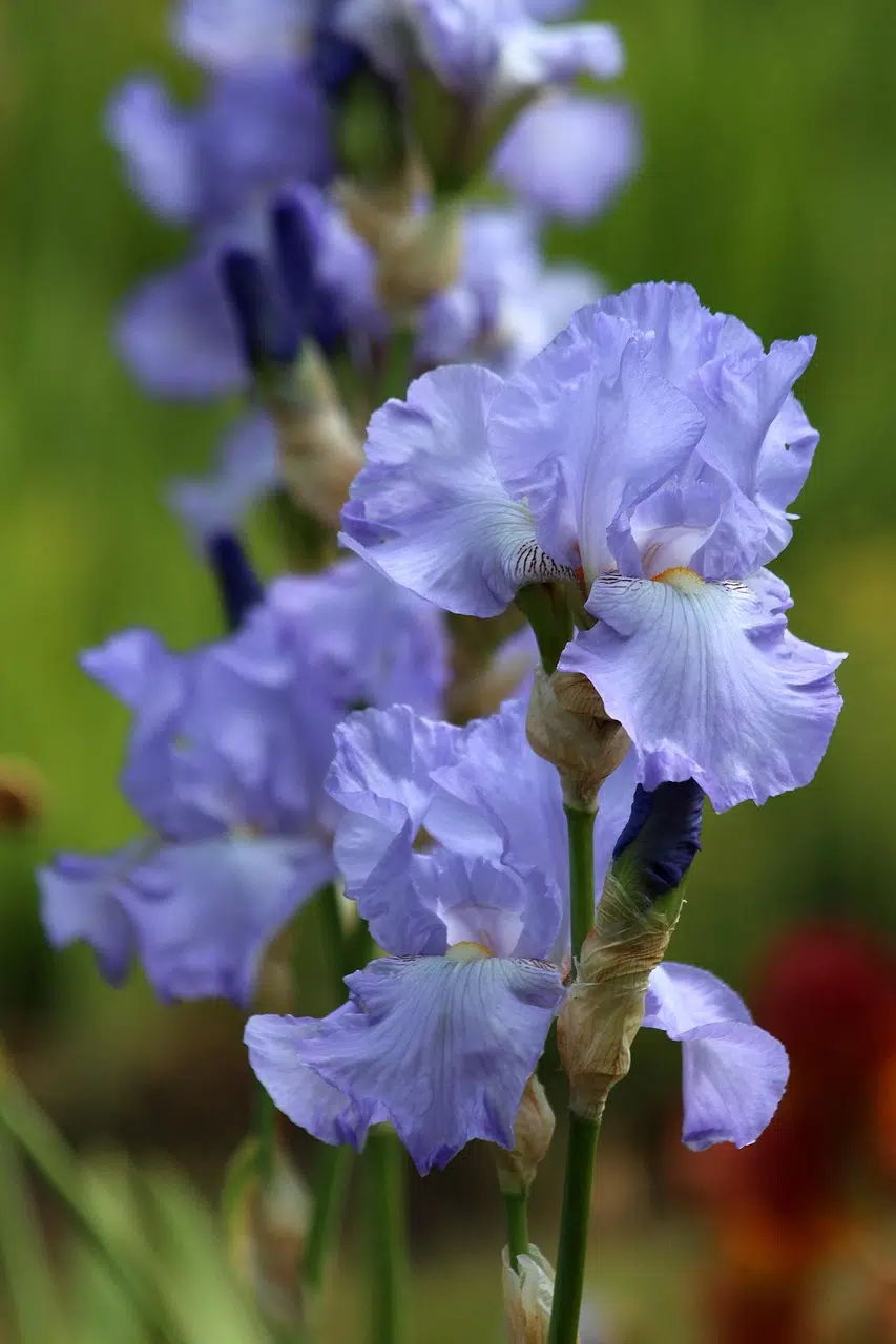 iris-3686162_1280