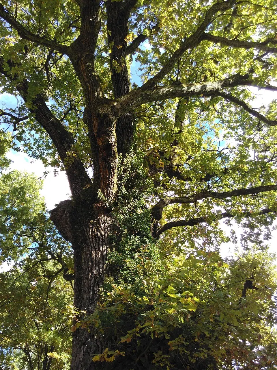 oak-2197953_1280